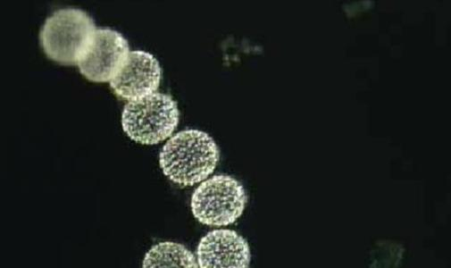 生物燃料：硫细菌：微生物燃料电池的新希望