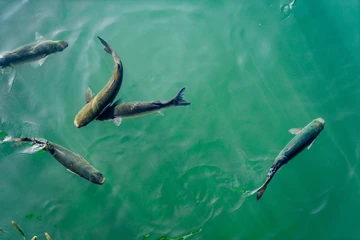 水产健康生物解决方案